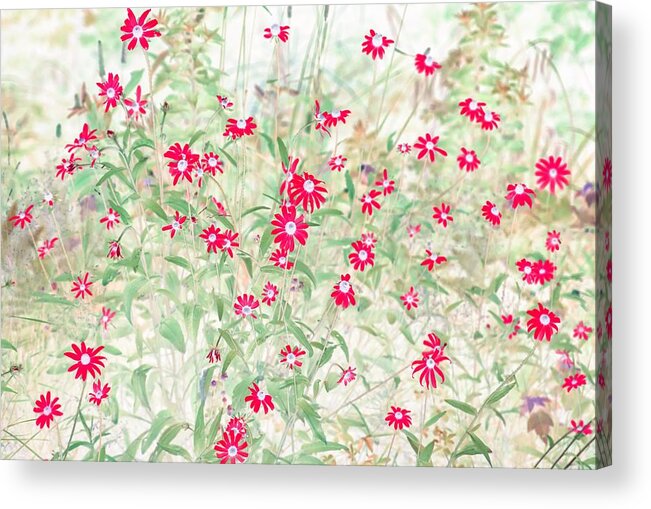 Flowers Acrylic Print featuring the photograph Pops of Red Daisies by Missy Joy