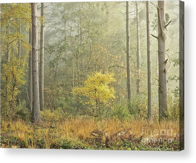 Foggy Golden Autumn Morning Wonderland Forest Trees Woods Woodland Fog Beautiful Soft Gentle Delicate Yellow Leaves Foliage Tranquil Tranquillity Relaxation Relaxing Calming Conceptual Stylish Charming Aesthetic Poetic Romantic Mood Delightful Pretty Serenity Atmospheric Solitary Single Alone One Lonely Loner Style Dreamy Evocative Lonesome Thoughtful Structural Symbolic Meaningful Pastel Calm Light-hearten Impressionistic Dream-like Heart-warming Nostalgic Landscape Simplicity Unwinding Fall  Acrylic Print featuring the photograph Foggy Golden Autumn Wonderland Woodland With A Charming Single Tree Norfolk Uk by Tatiana Bogracheva
