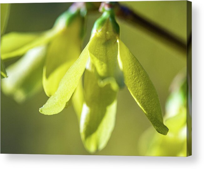 Flower Acrylic Print featuring the photograph Forsythia Close Up by Amelia Pearn