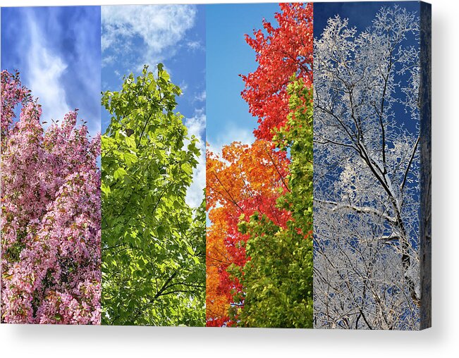 Trees Acrylic Print featuring the photograph Four Seasons of Beauty by Jill Love