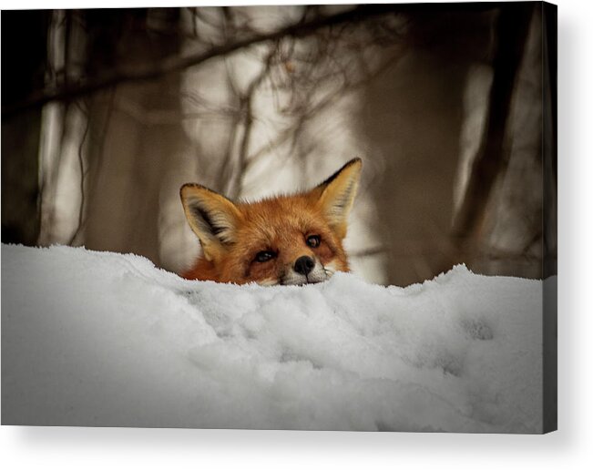 Red Fox Acrylic Print featuring the photograph Fox resting on roof by Stephen Sloan