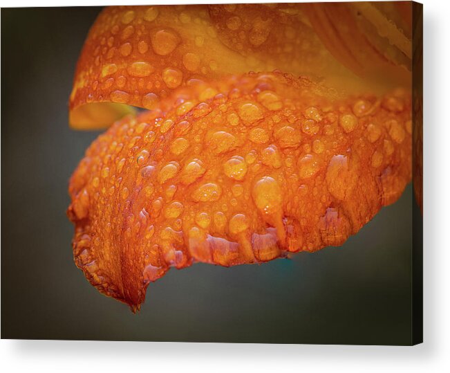 Daylily Acrylic Print featuring the photograph Fresh Rain by Kevin Schwalbe