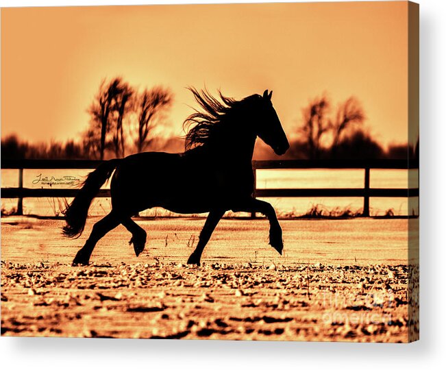  Acrylic Print featuring the photograph Friesian Stallion Silhouette by Lori Ann Thwing