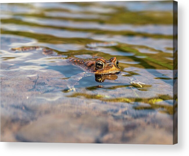 Frog Acrylic Print featuring the photograph Frog in the Pond 2 by Amelia Pearn