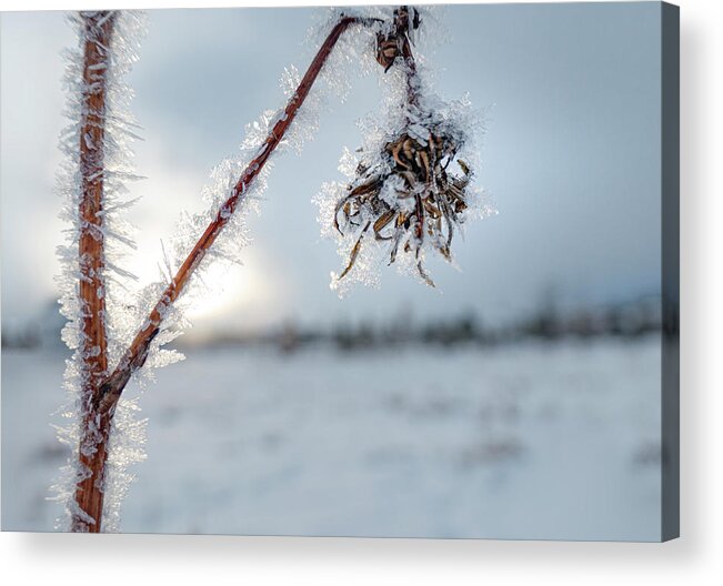 Frost Acrylic Print featuring the photograph Frost On A Winter Annual by Karen Rispin