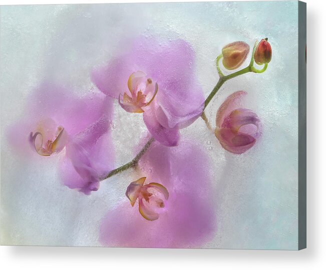 Orchid Acrylic Print featuring the photograph Frozen Beauty by Elvira Peretsman