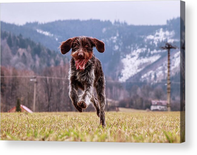 Bohemian Wire Acrylic Print featuring the photograph Fun face. Hound- Bohemian Wire Haired Pointing Griffon by Vaclav Sonnek