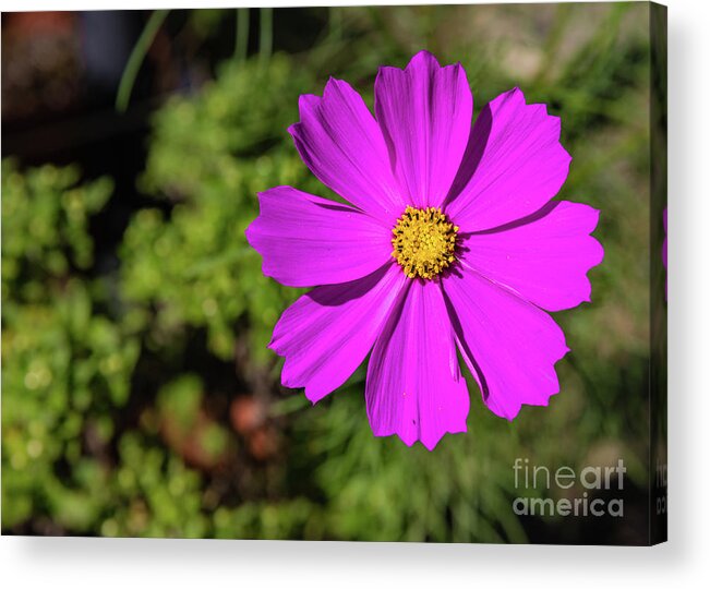 Cosmos Bipinnatus Acrylic Print featuring the photograph Garden cosmos or Mexican aster #2 by Lyl Dil Creations