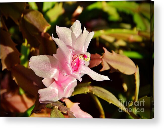 Christmas Cactus Acrylic Print featuring the photograph Gentle pink by Ramona Matei