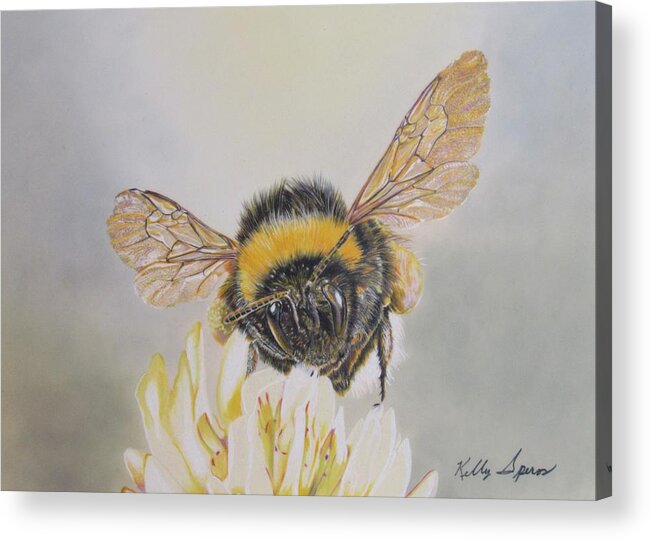 Bee Acrylic Print featuring the drawing Gently Collecting by Kelly Speros
