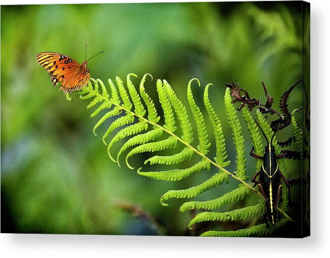 Agraulis Vanillae Acrylic Print featuring the photograph Getting Buggy by Phil Marty