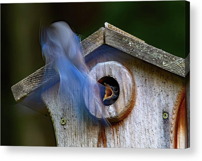 Bluebird Acrylic Print featuring the photograph Ghost Feeder by Gina Fitzhugh