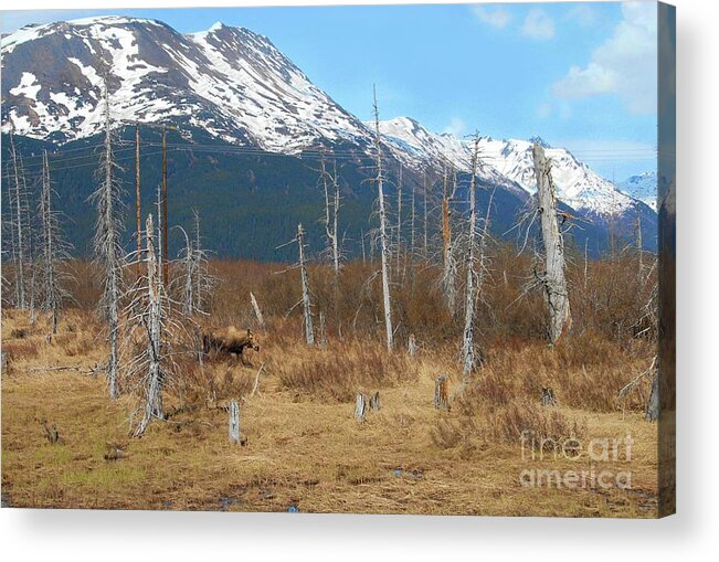 Ghost Forest Acrylic Print featuring the photograph Ghost Forest - Girdwood by Dyle Warren