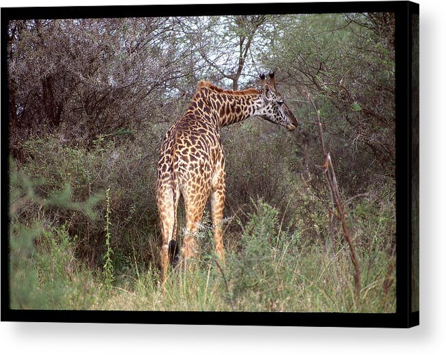 Africa Acrylic Print featuring the photograph Giraffe in Forest by Russel Considine