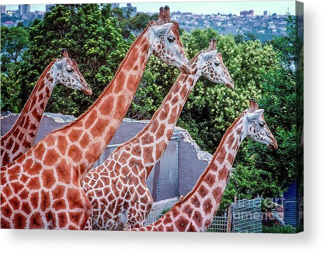 Giraffe Acrylic Print featuring the photograph Giraffes by Fran Woods