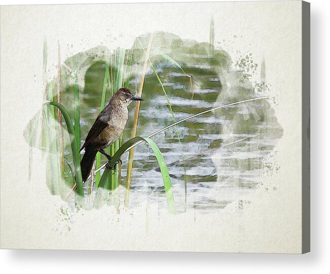 Grackle Acrylic Print featuring the digital art Grackle by the Lake by Alison Frank