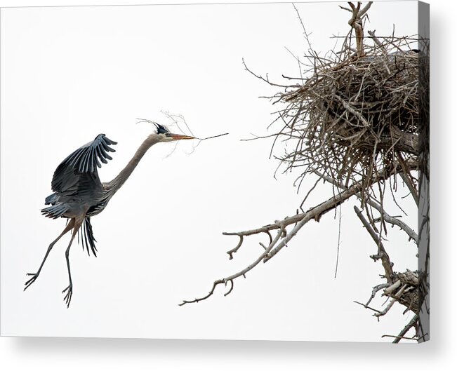 Stillwater Wildlife Refuge Acrylic Print featuring the photograph Great Blue Heron 7 by Rick Mosher