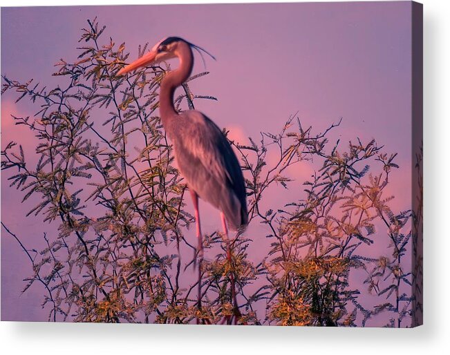 Arizona Acrylic Print featuring the photograph Great Blue Heron - Artistic 6 by Judy Kennedy