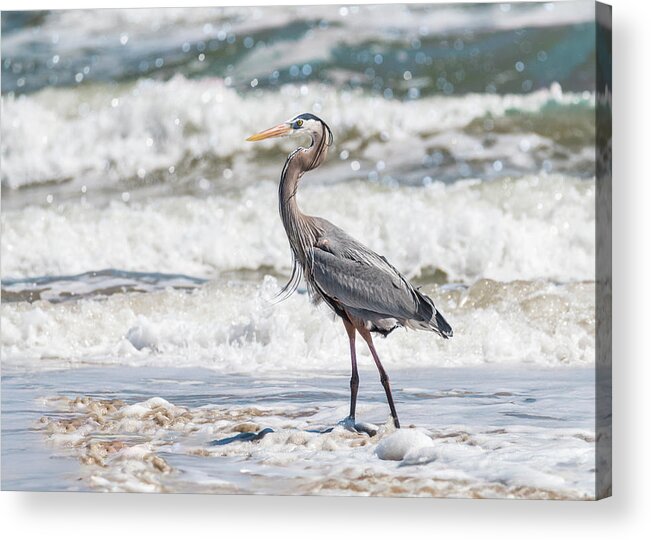 Heron Acrylic Print featuring the photograph Great Blue Heron Wet Look by Patti Deters