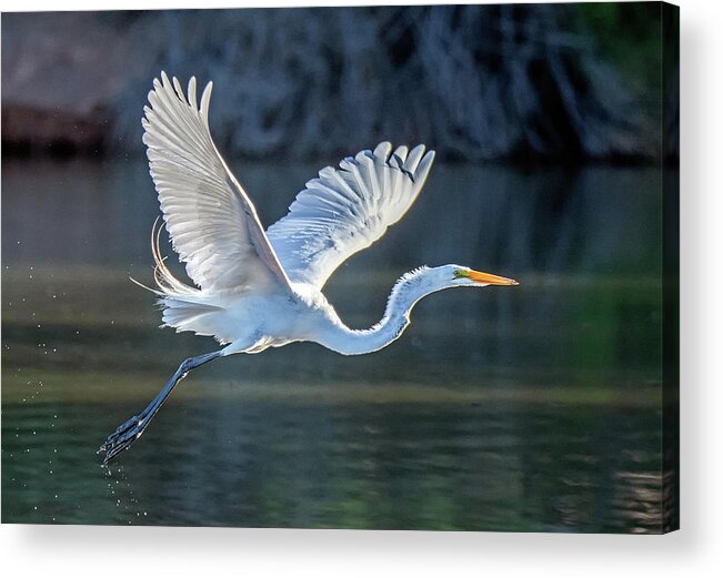 Great Egret Acrylic Print featuring the photograph Great Egret 5482-061820-2 by Tam Ryan