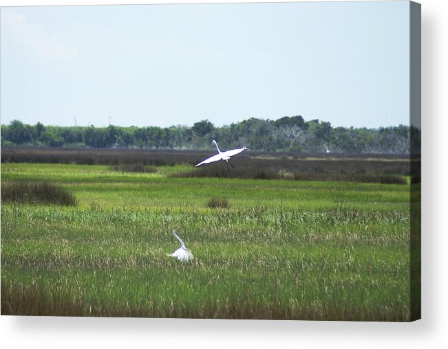  Acrylic Print featuring the photograph Great Egrets by Heather E Harman