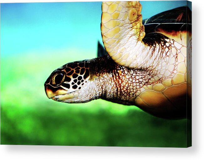 Green Acrylic Print featuring the photograph Green Sea Turtle by Marilyn Hunt