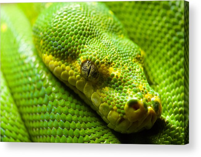 Green Tree Python Acrylic Print featuring the digital art Green tree python by Geir Rosset