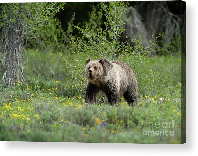 Animals Acrylic Print featuring the photograph Grizzly 793 - Blondie by Sandra Bronstein