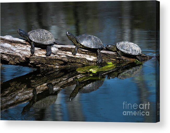 Turtle Acrylic Print featuring the photograph European Pond Terrapin Water Turtles In The Danube Wetland National Park in Austria by Andreas Berthold