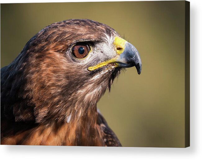  Acrylic Print featuring the photograph Harris Hawk by Jim Miller