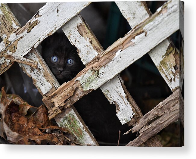 Cat Acrylic Print featuring the photograph Hidden by DArcy Evans