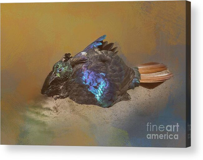 Himalayan Monal Acrylic Print featuring the photograph Himalayan Monal Male by Eva Lechner