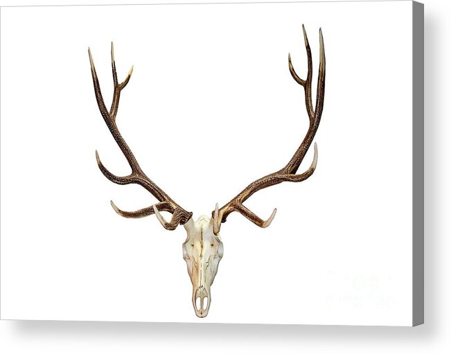 Room For Copy Acrylic Print featuring the photograph Horned Skull on White by Susan Vineyard