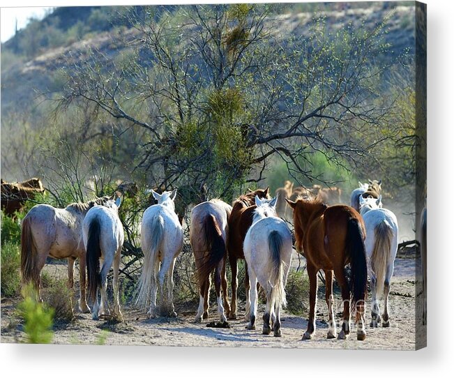 Horse Trail Tails Acrylic Print featuring the digital art Horse Trail Tails by Tammy Keyes