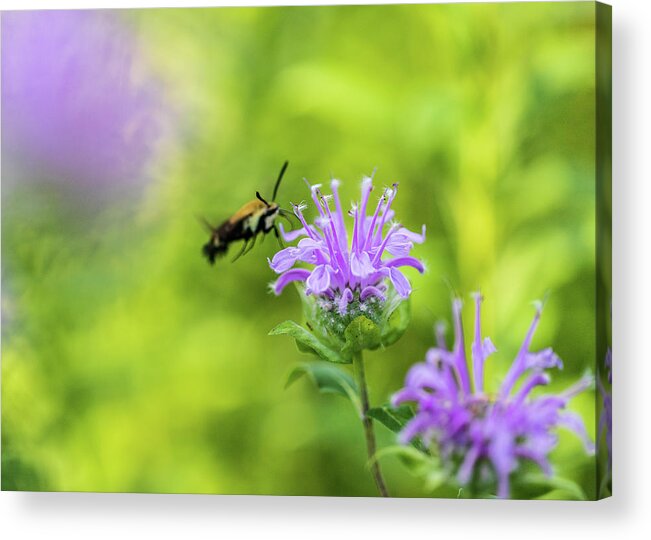 Plants Acrylic Print featuring the photograph Hummingbird Moth - Delaware Water Gap by Amelia Pearn