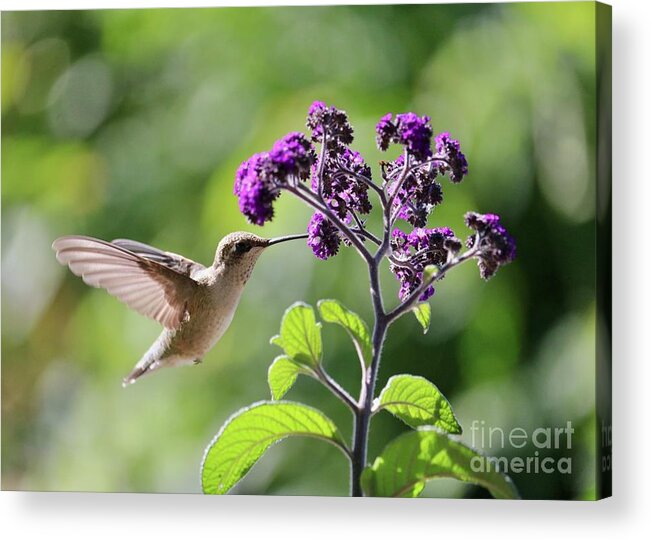 Hummingbird Acrylic Print featuring the photograph Hummingbird Sunshine and Purple Flowers by Carol Groenen