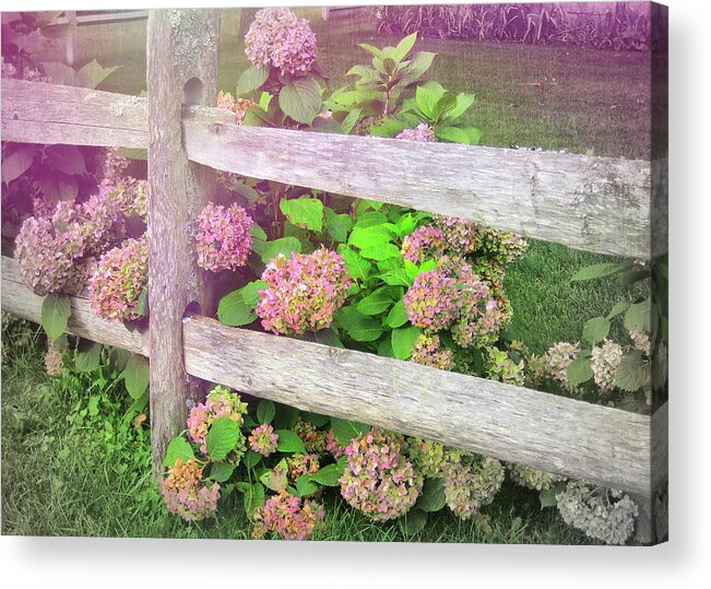 Apology Acrylic Print featuring the photograph Hydrangeas by Jamart Photography