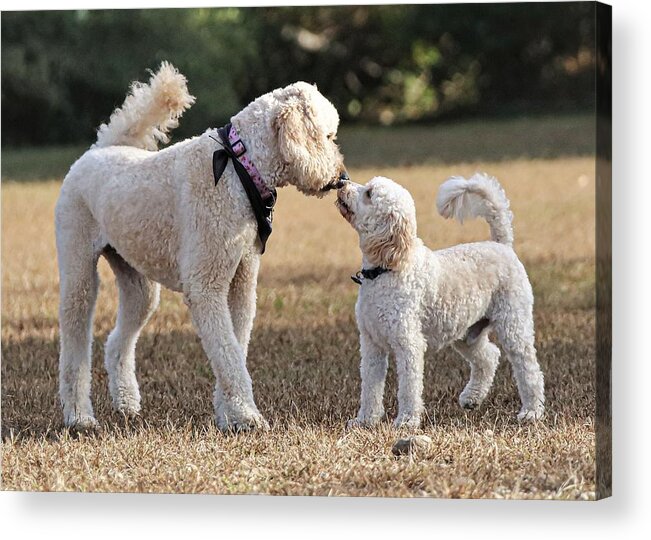 Dog Acrylic Print featuring the photograph I like you by John Linnemeyer