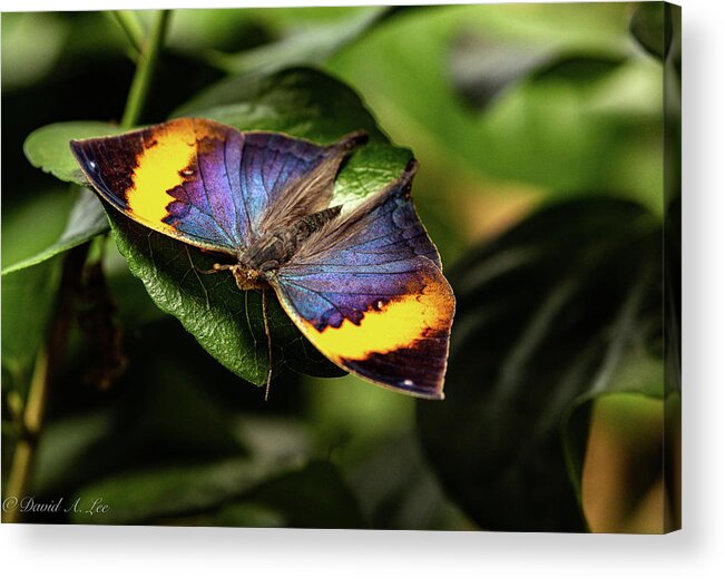 Butterfly Acrylic Print featuring the photograph Indian Leaf by David Lee