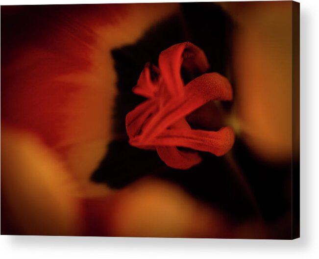 Macrophotography Acrylic Print featuring the photograph Inner Workings of a Tulip by Vicky Edgerly
