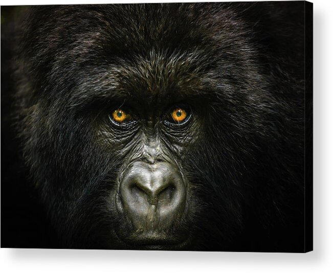National Geographic Acrylic Print featuring the photograph Into The Congo by Daniel Burton