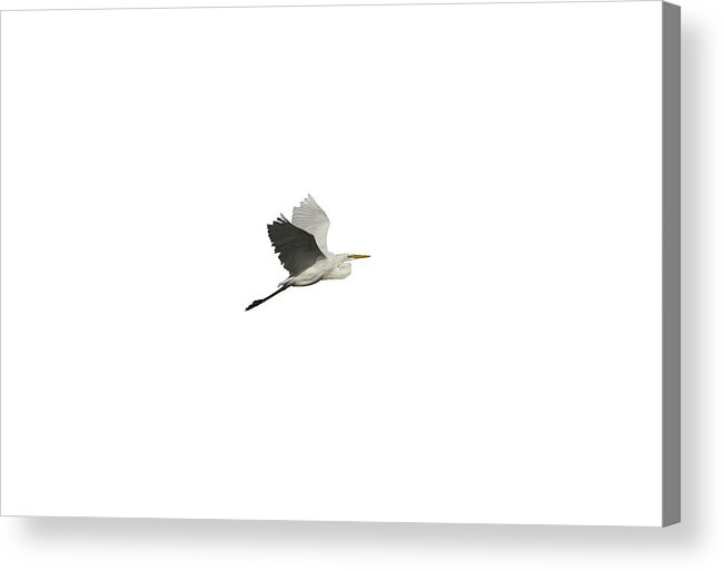 Great Egret Acrylic Print featuring the photograph Isolated Great Egret 2016 by Thomas Young