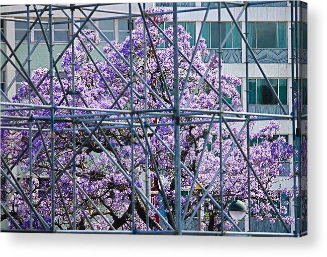 Built Structure Acrylic Print featuring the photograph Jacaranda behind the screen by Hélder Cotrim_photo