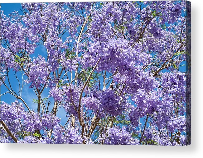 Jacaranda Acrylic Print featuring the photograph Jacaranda by Frank Lee