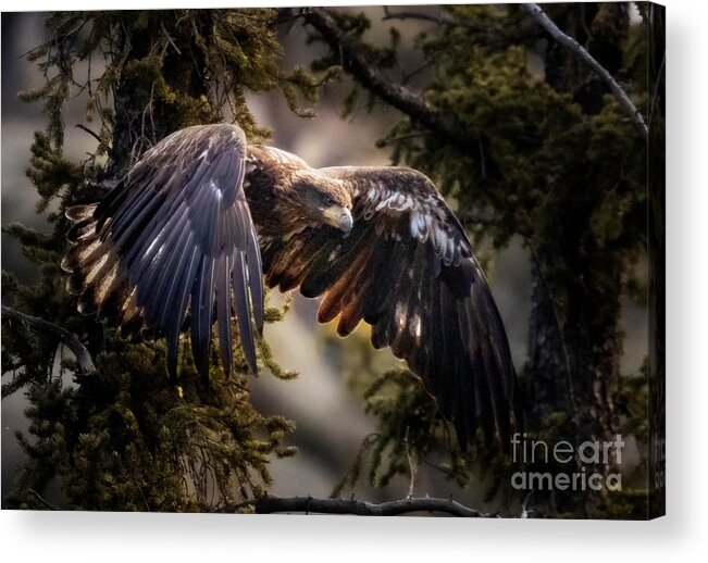 Juvenile Acrylic Print featuring the photograph Juvenile Bald Eagle Flying by Steven Krull