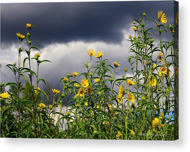 Flowers Acrylic Print featuring the photograph Keep Reaching for the Sun Amid the Dark Clouds by Mary Walchuck