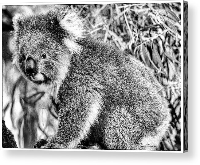 Australia Acrylic Print featuring the photograph Koala Bear by Frank Lee