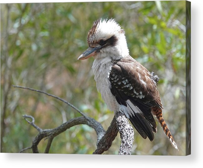 Animals Acrylic Print featuring the photograph Laughing Kookaburra Perched On A Branch by Maryse Jansen