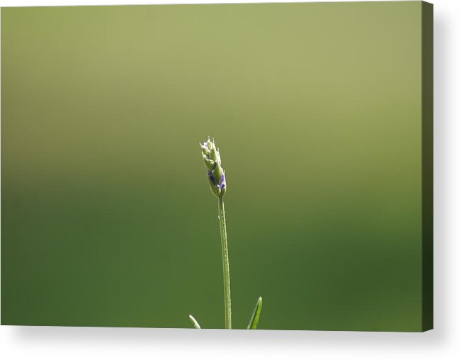  Acrylic Print featuring the photograph Lavender by Heather E Harman