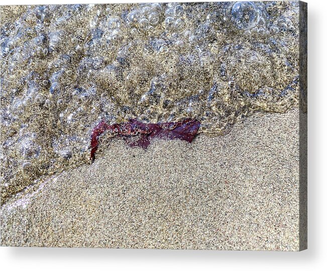 Nature Acrylic Print featuring the photograph Leaf on the Beach by Amelia Pearn